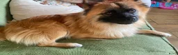 Mixed Breed dogs for sale:     German Spitz x Pomeranian | Loving Family Dog  in London - Advert 8