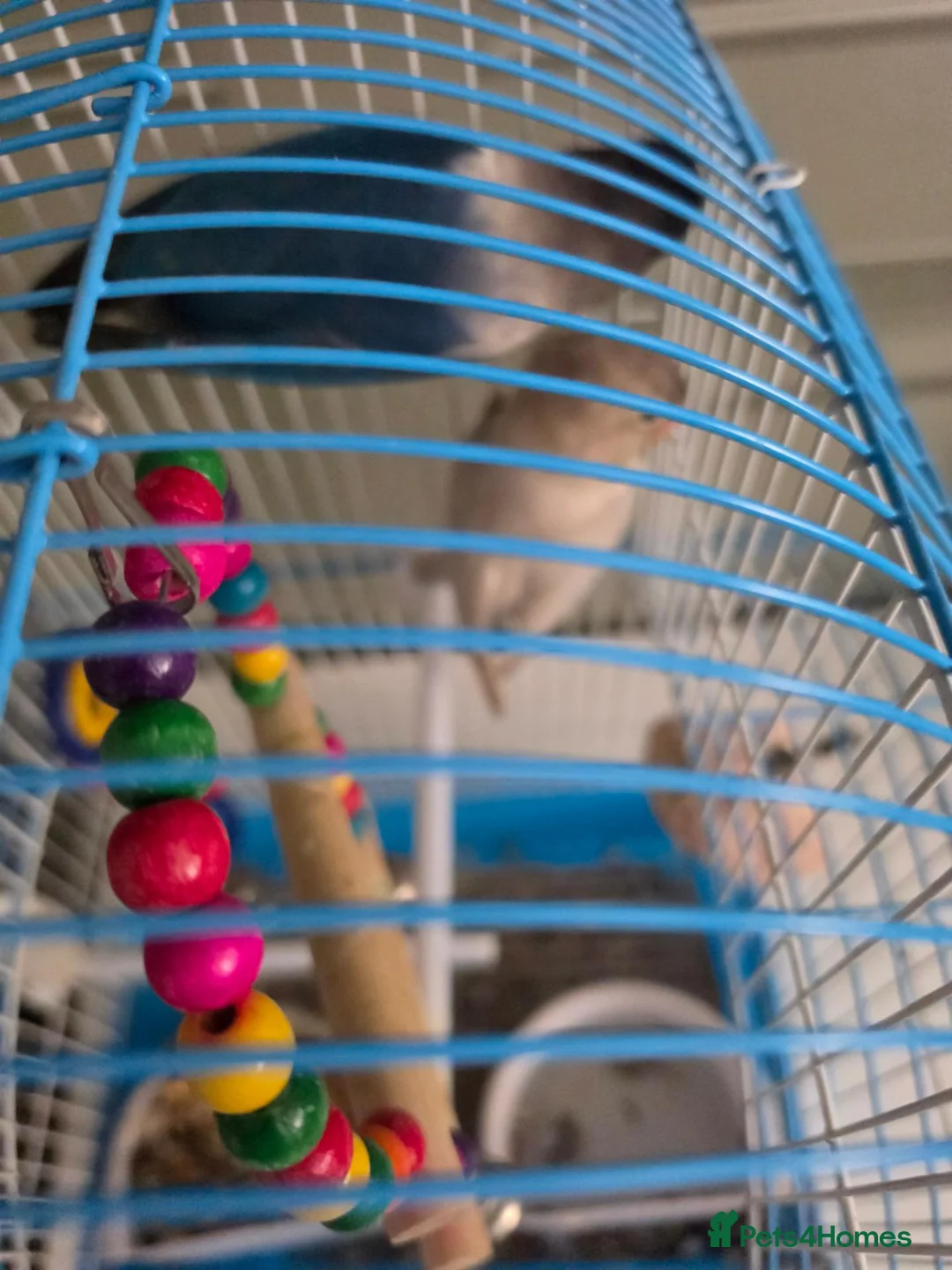 Mixed Breed birds for sale: Kakariki/ love birds  - Advert 12