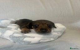 Miniature Dachshund dogs for sale: Miniature dachshund puppies  - Image 2
