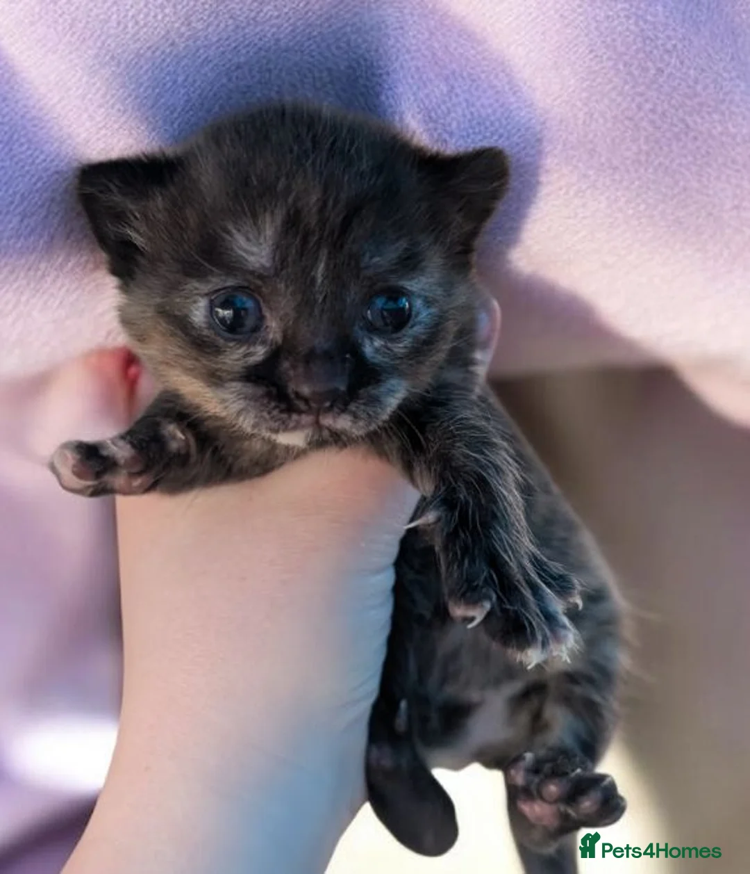 Persian cats for sale: Persian cross kittens  - Advert 3