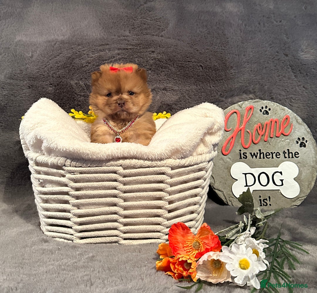 Chow Chow dogs for sale: Exotic colour Pure chow chow puppies for sale  - Image 25