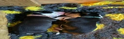 Border Collie dogs for sale: Well brought up border collie puppies  - Advert 19