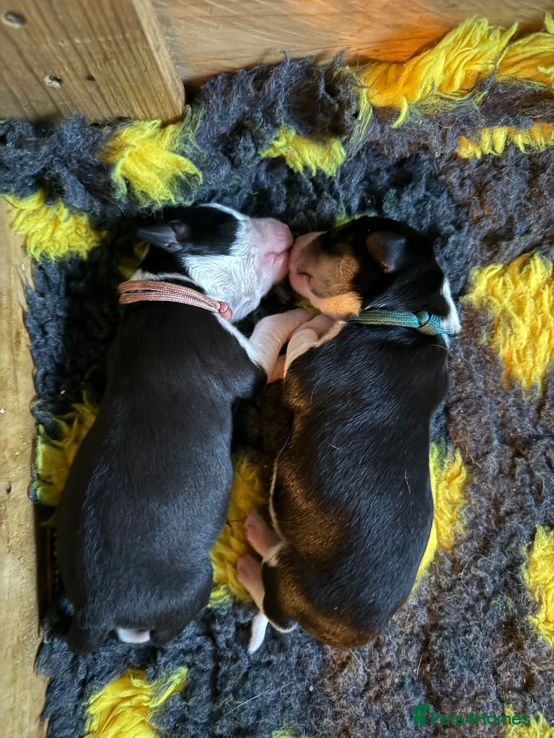Border Collie dogs for sale: Well brought up border collie puppies  - Advert 19