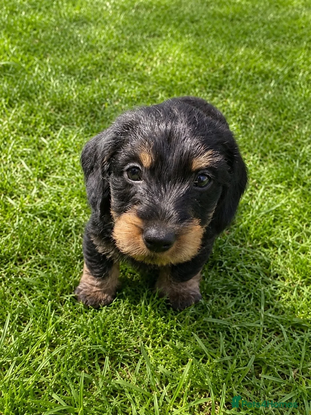 Miniature Dachshund dogs for sale: KC Mini Wire dachshunds LAFORA/PRA (Cord1) clear - Advert 2