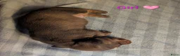 Dachshund dogs for sale: Dachshund puppies  in Salisbury - Advert 5