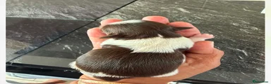 Shih Tzu 3