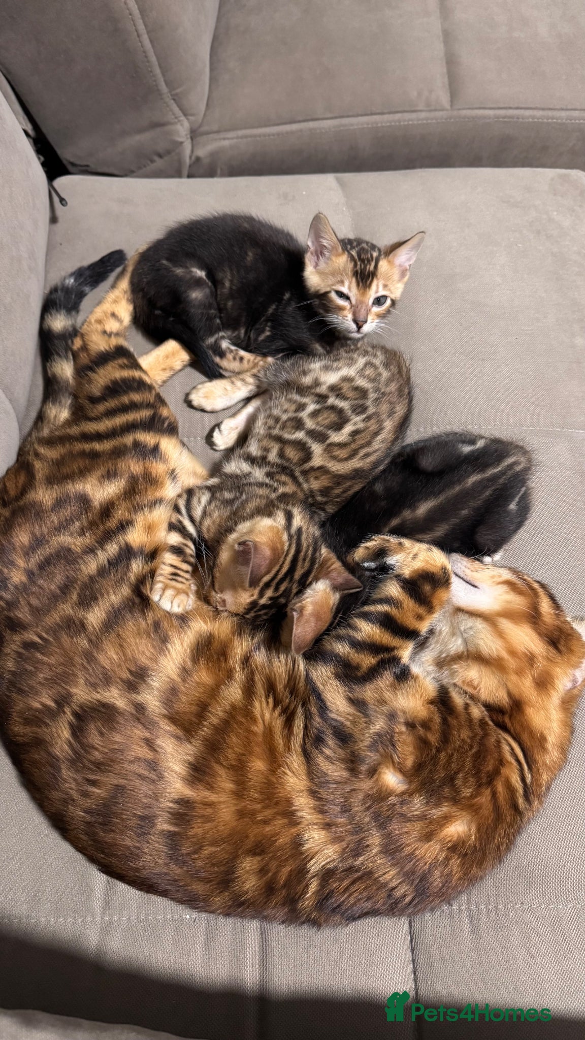Bengal cats for sale: TICA Bengal cats adorable educated with kid NO UK  in London - Advert 1