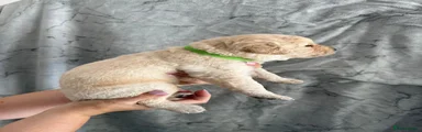 Labrador Retriever 1