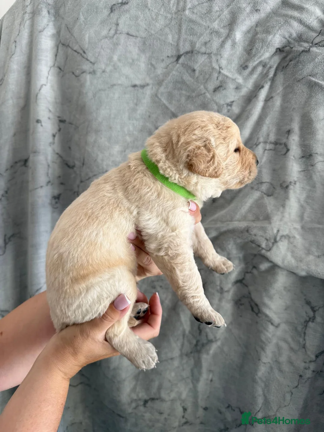 Labrador Retriever dogs for sale: LAST GIRL!! READY NOW, REDUCED LABRADOR RETEIEVER - Advert 40