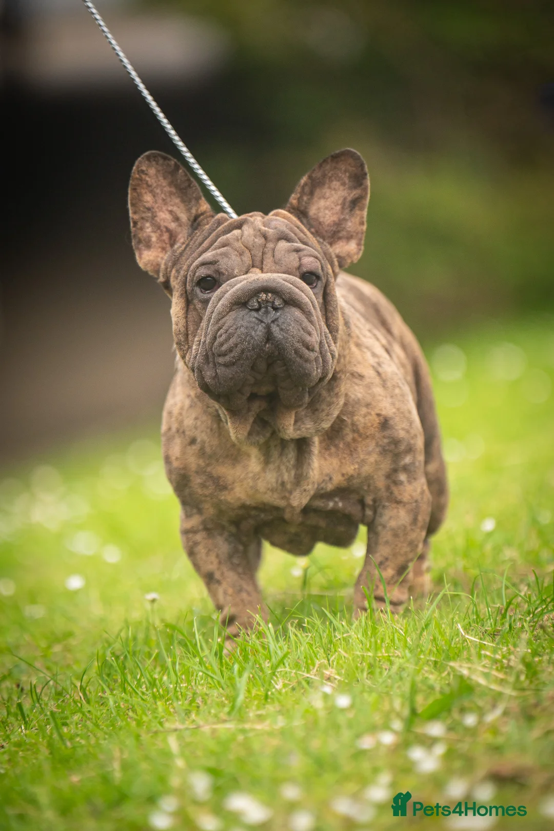 French Bulldog dogs for stud: Velvet Merle frenchie stud  in Maesteg - Advert 4