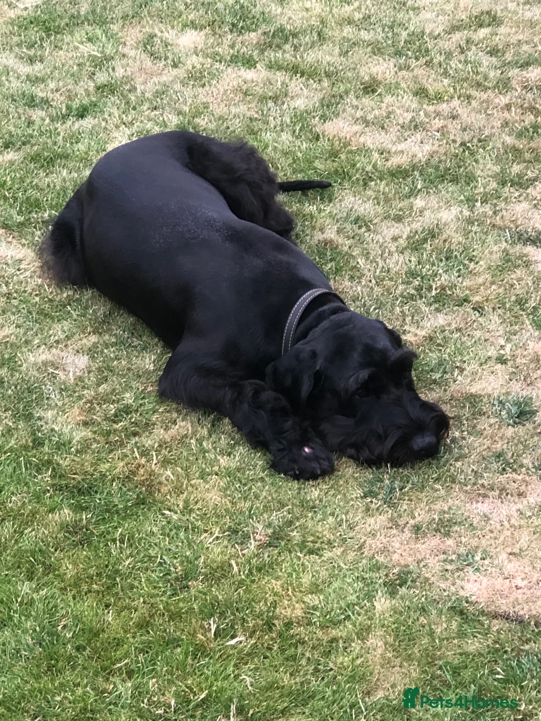 Schnauzer dogs for sale: Standard schnauzer aged 2 1/2 Boy  - Advert 3