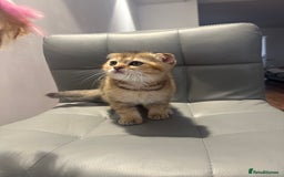 Scottish Fold cats for sale: Scottish fold / Chichilla kittens - Image 15