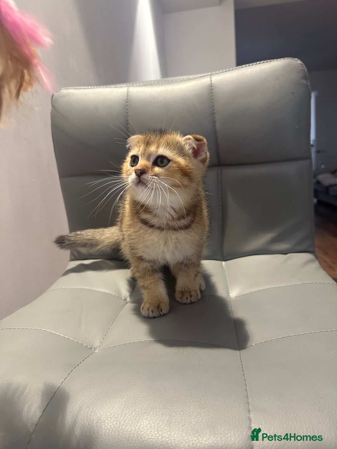 Scottish Fold cats for sale: Scottish fold / Chichilla kittens - Image 15