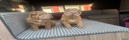 Shar Pei dogs for sale: beautiful shar pei girl  - Advert 13