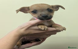 Jack Russell dogs for sale: Jack Russell  - Image 2