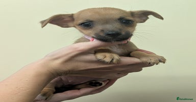 Jack Russell dogs - Advert 2