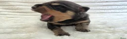 Rottweiler dogs for sale: Healthy & Chunky Family Raised Rottweiler Puppies - Advert 17