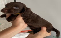 Cocker Spaniel dogs for sale: Beautiful Cocker Spaniel Puppies - Image 9