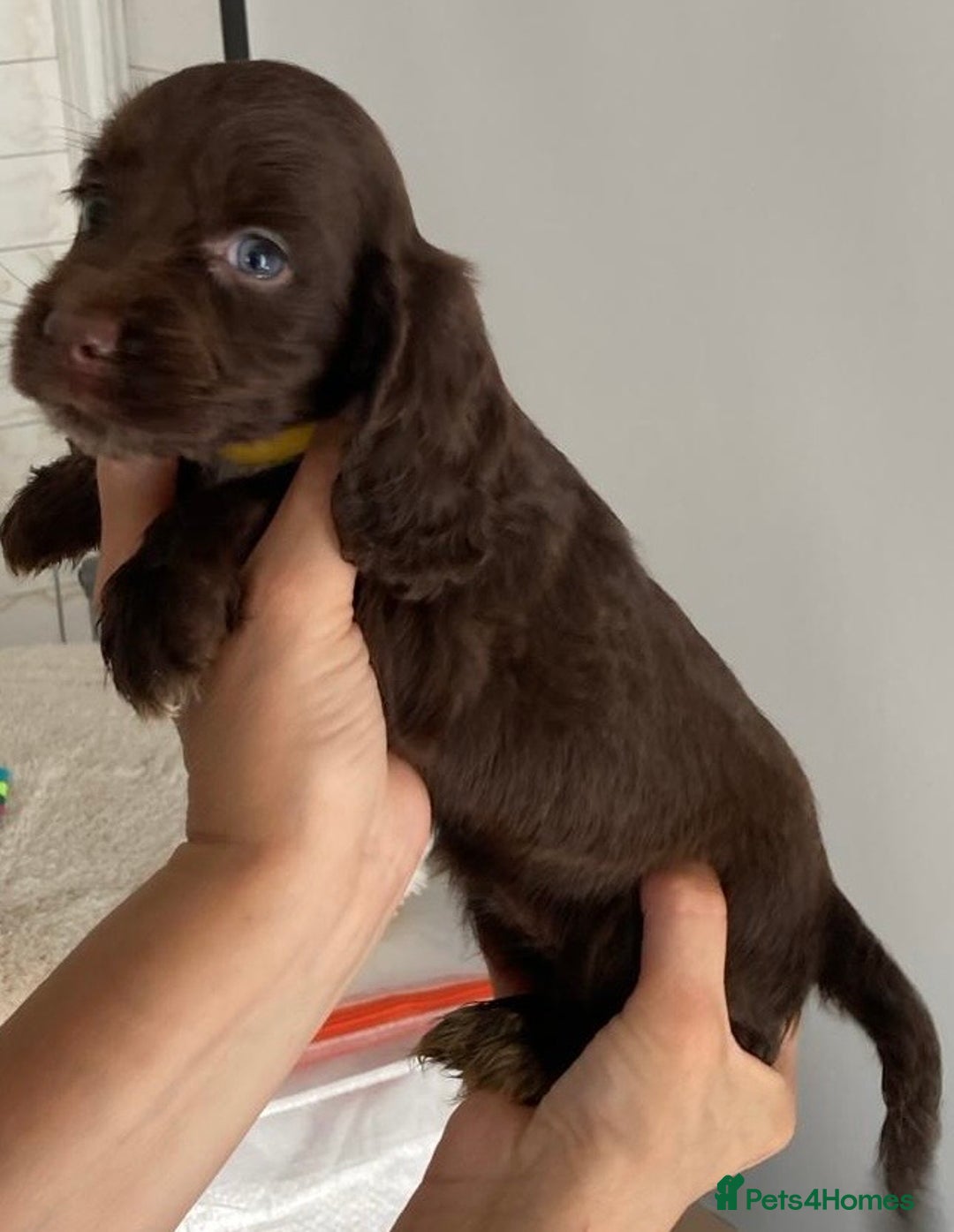 Cocker Spaniel dogs for sale: Beautiful Cocker Spaniel Puppies - Image 9