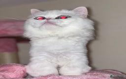 Napoleon cats for sale: Breeding Rights Napoleon Minuet Persian Munchkins  - Image 11