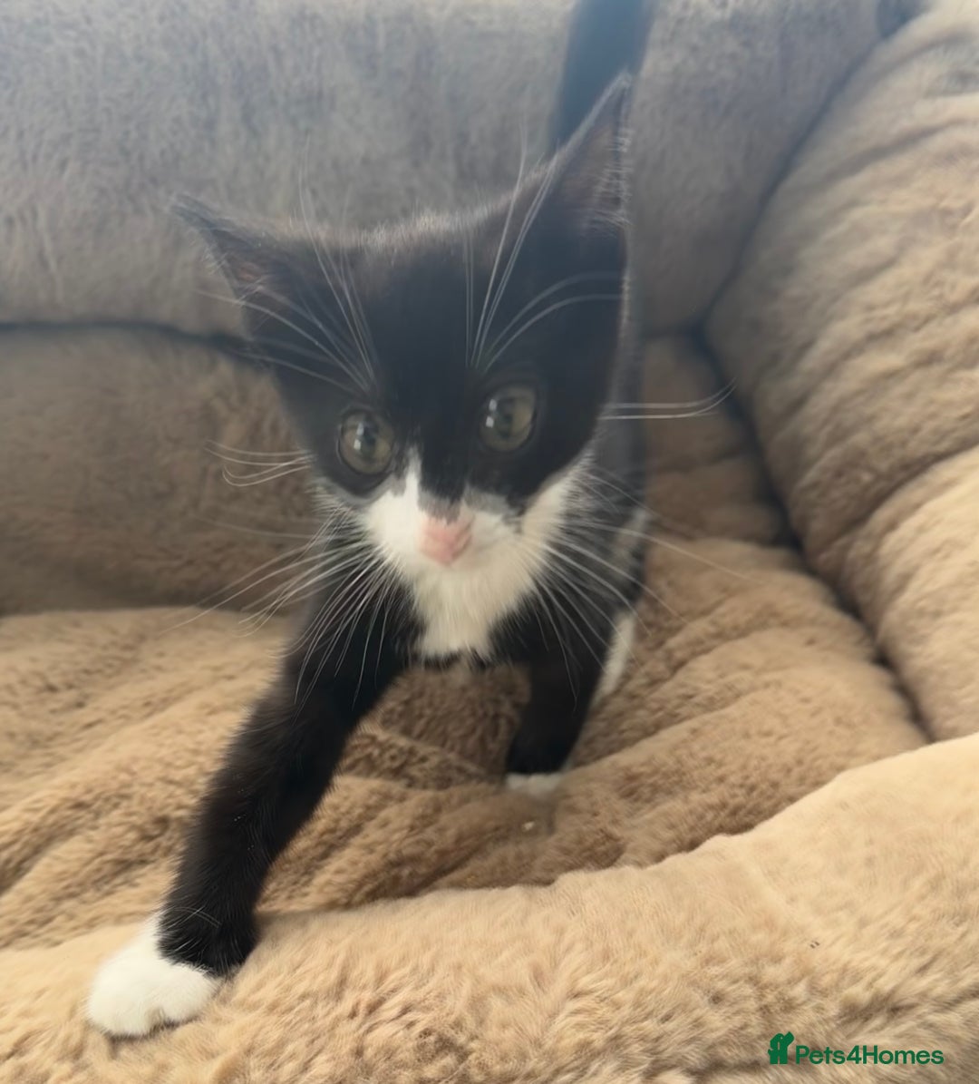 Mixed Breed cats for sale: Super friendly kittens ready now  - Image 8