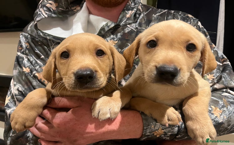 Labrador Retriever dogs - Advert 1