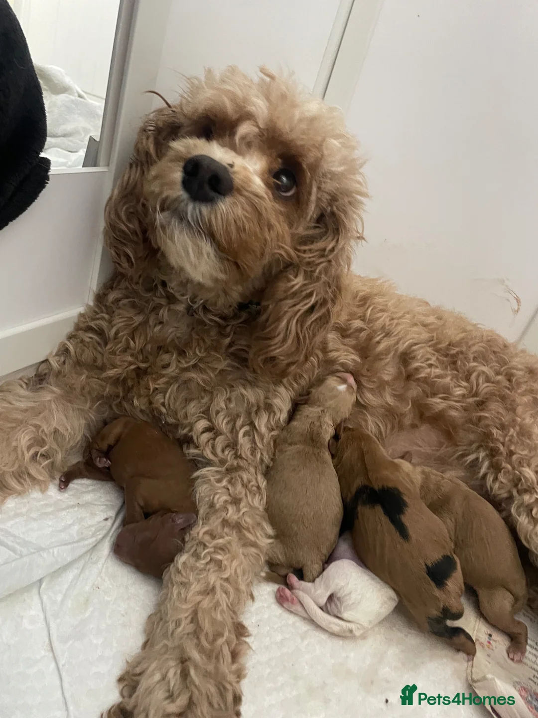 Cavapoo dogs for sale: Last gorgeous girl cavapoo puppy ready to go! - Advert 14