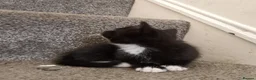 British Longhair cats for sale: 2 male kittens for sale - Advert 6