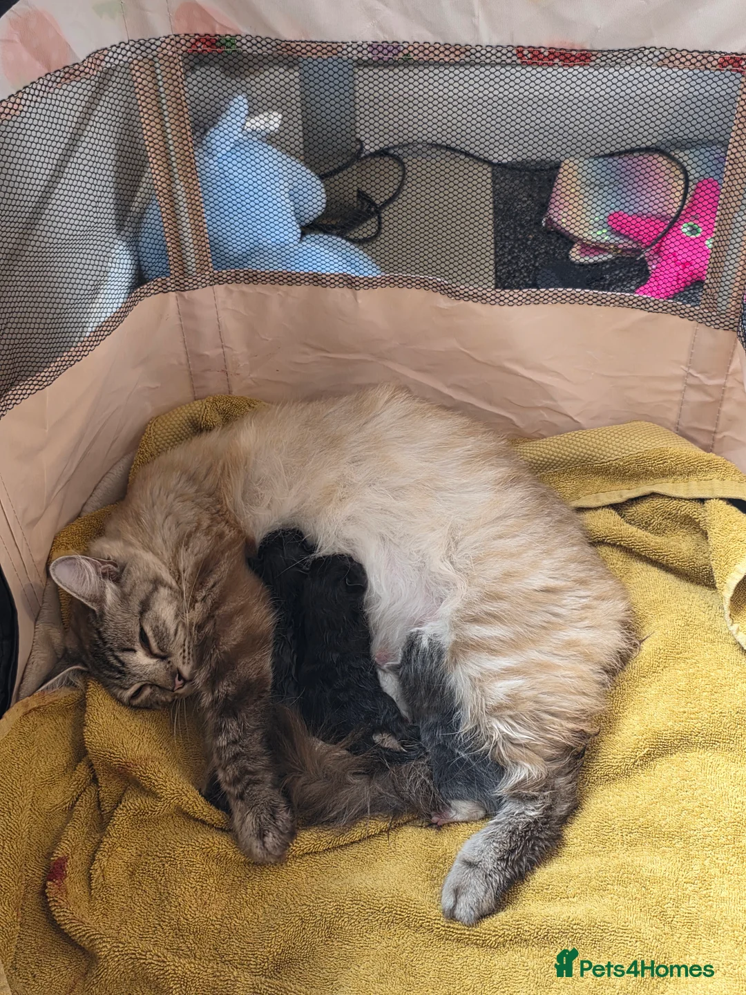 Ragdoll cats for sale: Ragdoll cross in Grimsby - Advert 6