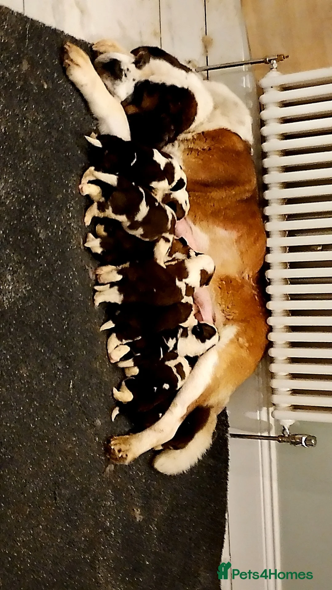 Saint Bernard dogs for sale: Beautiful saint Bernard puppies - Advert 2