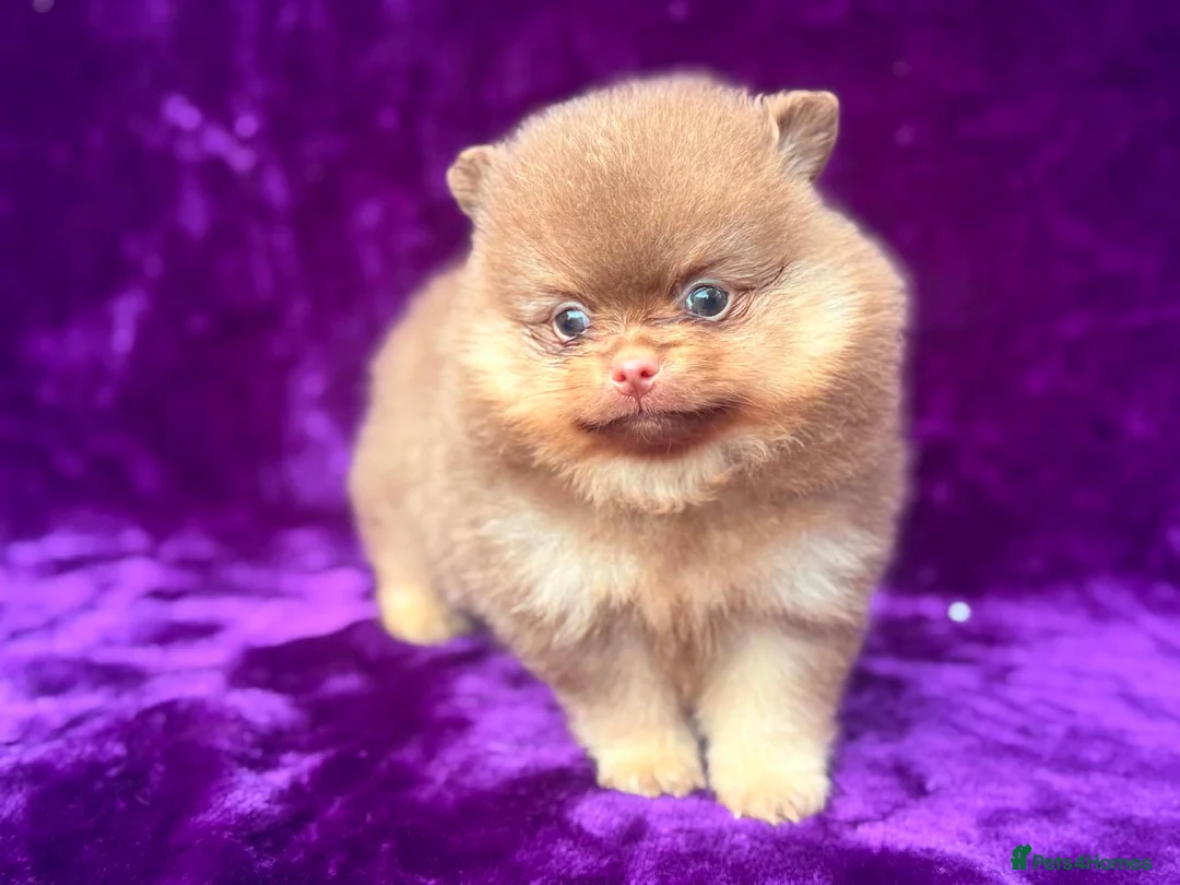 Pomeranian dogs for sale: Kc registered Pom babys ready now x - Advert 1