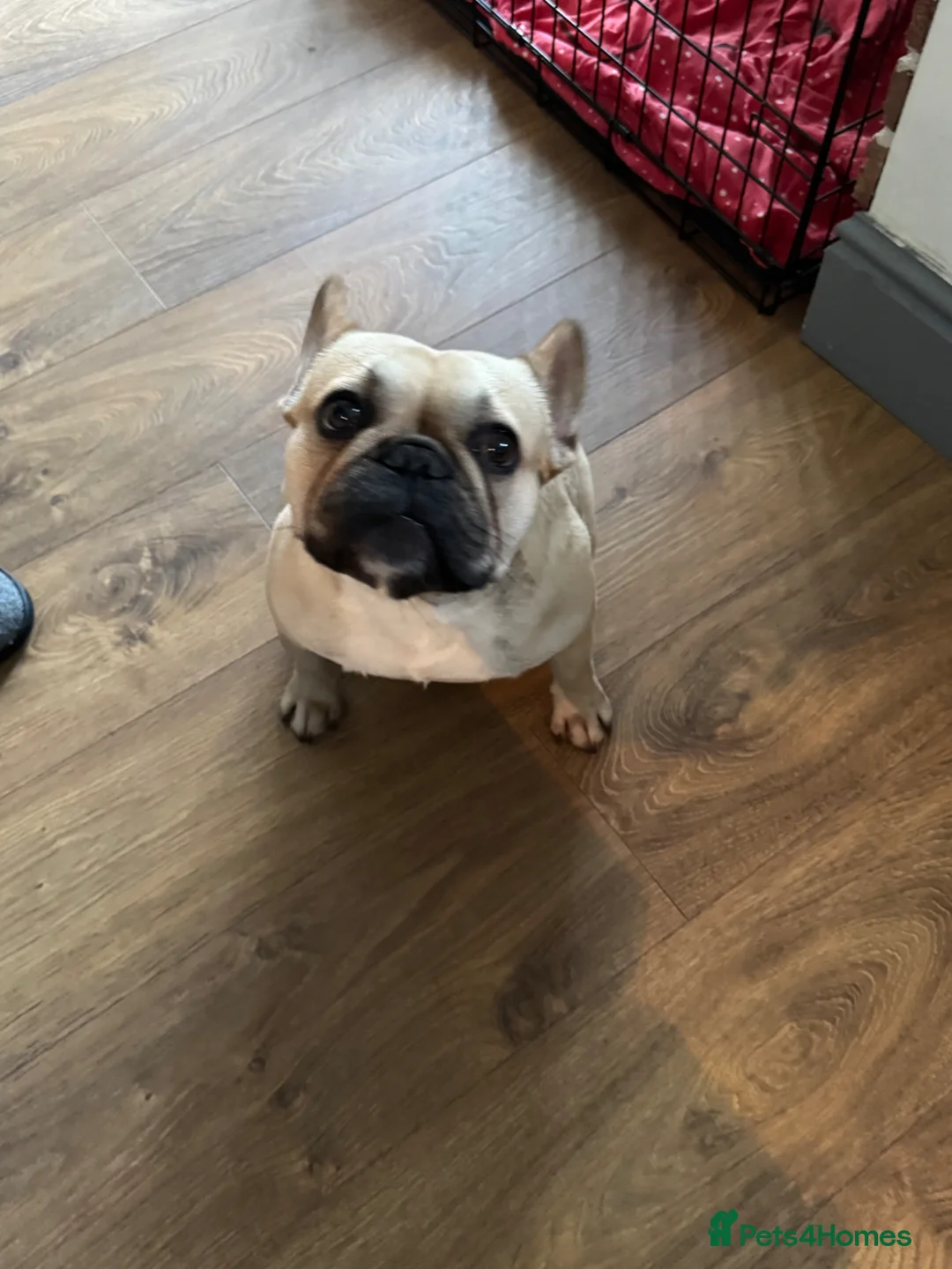 French Bulldog dogs for sale: Beautiful french buldog - Advert 11