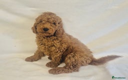 Cavapoo dogs for sale: Extensively Health Tested F1BB Cavapoo Puppies - Image 6