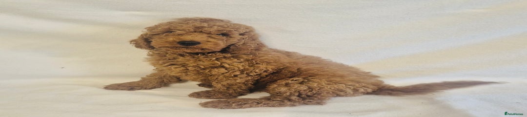 Cavapoo Puppy 6