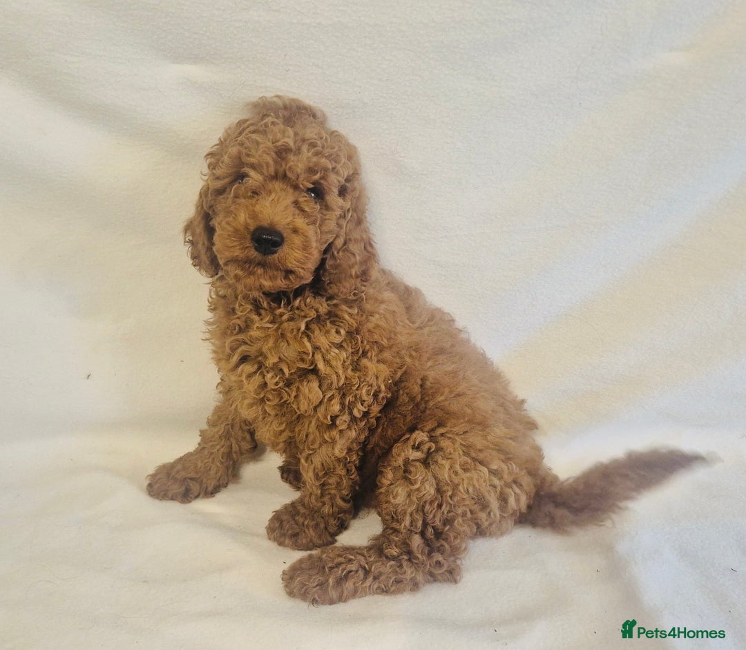 Cavapoo dogs for sale: Extensively Health Tested F1BB Cavapoo Puppies - Image 6