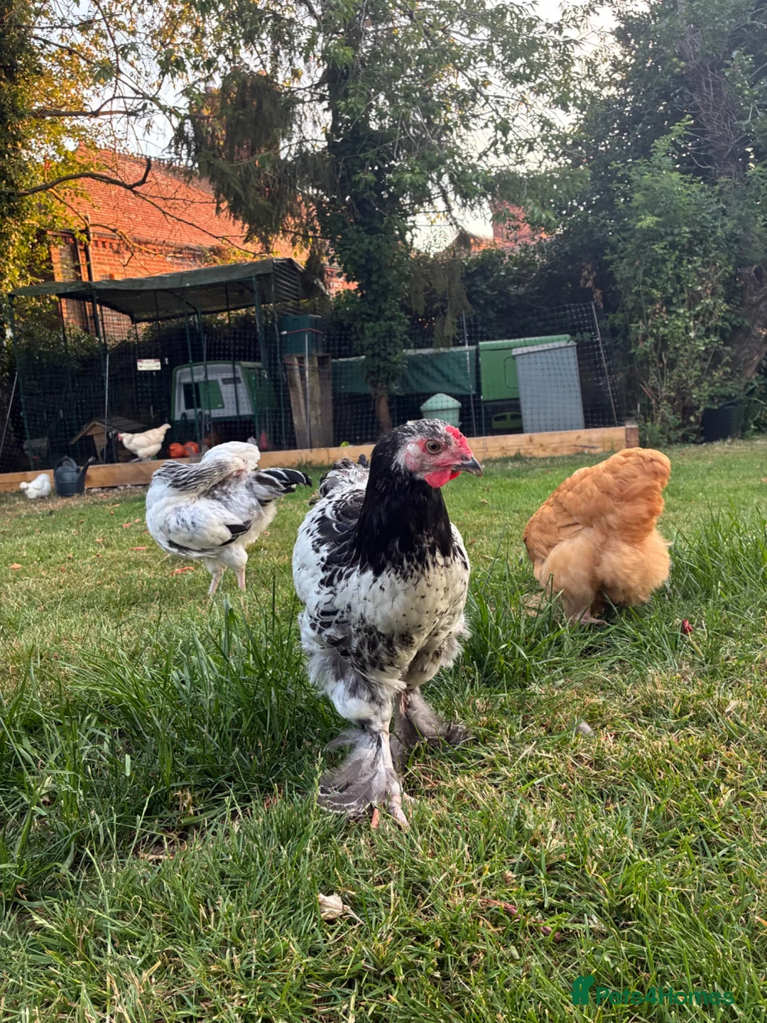 Chickens poultry for sale: Two 13 week old Brahma cockerels for sale - Advert 4