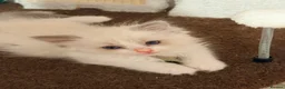 Ragdoll cats for sale: Pure tica ragdoll kittens  - Advert 4