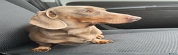 Miniature Dachshund dogs for stud: ISABELLA AND TAN MINIATURE DACHSHUND  in Sunderland - Advert 3