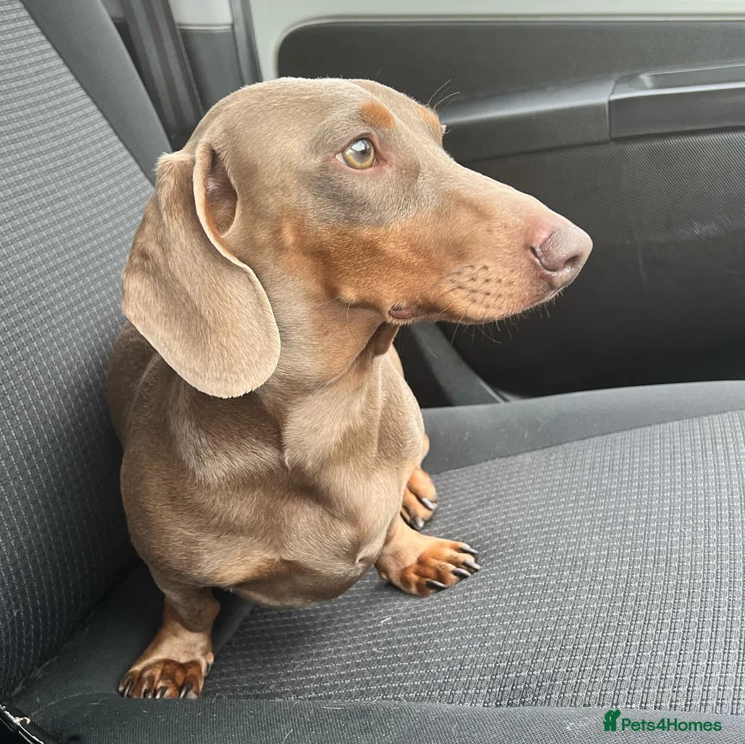 Miniature Dachshund dogs for stud: ISABELLA AND TAN MINIATURE DACHSHUND  in Sunderland - Advert 3