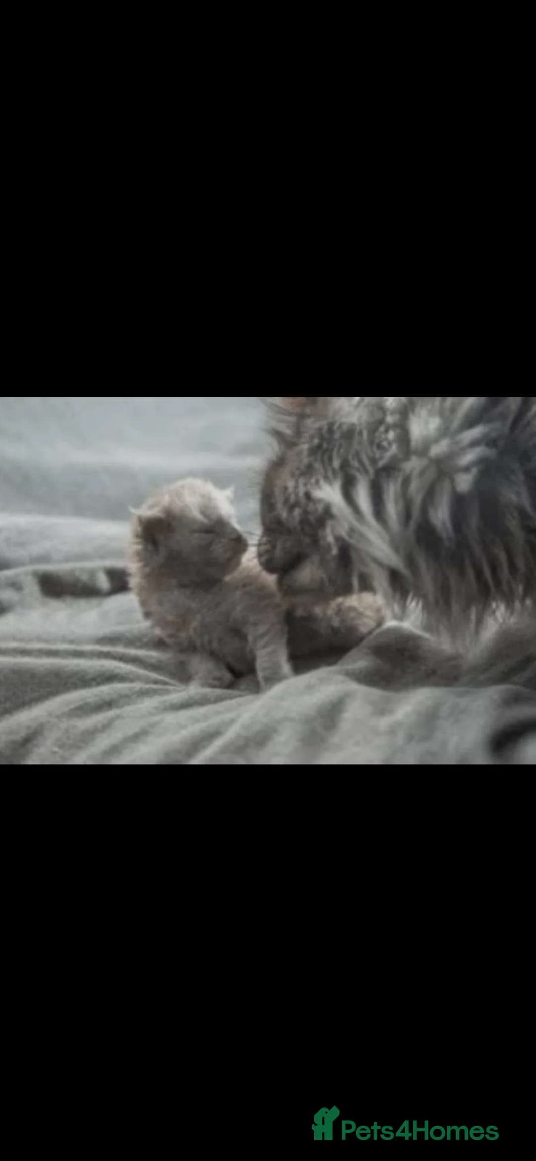 Maine Coon cats for sale: Maine coon Kittens  in Nottingham - Advert 6