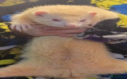 Ferret rodents for sale: 3x Albino Hobs & 1x Polecat Jill - Image 5