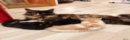 Maine Coon cats for sale: TICA Registered Maine Coon Kittens –  Ready Now!  in Northampton - Advert 2