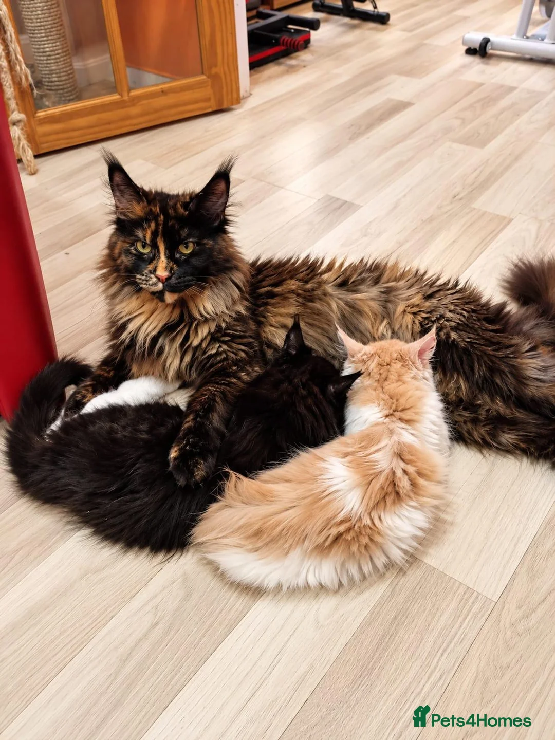Maine Coon cats for sale: TICA Registered Maine Coon Kittens –  Ready Now!  in Northampton - Advert 2
