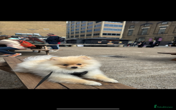 Pomeranian dogs for sale: Ralph Pomeranian.  - Image 3