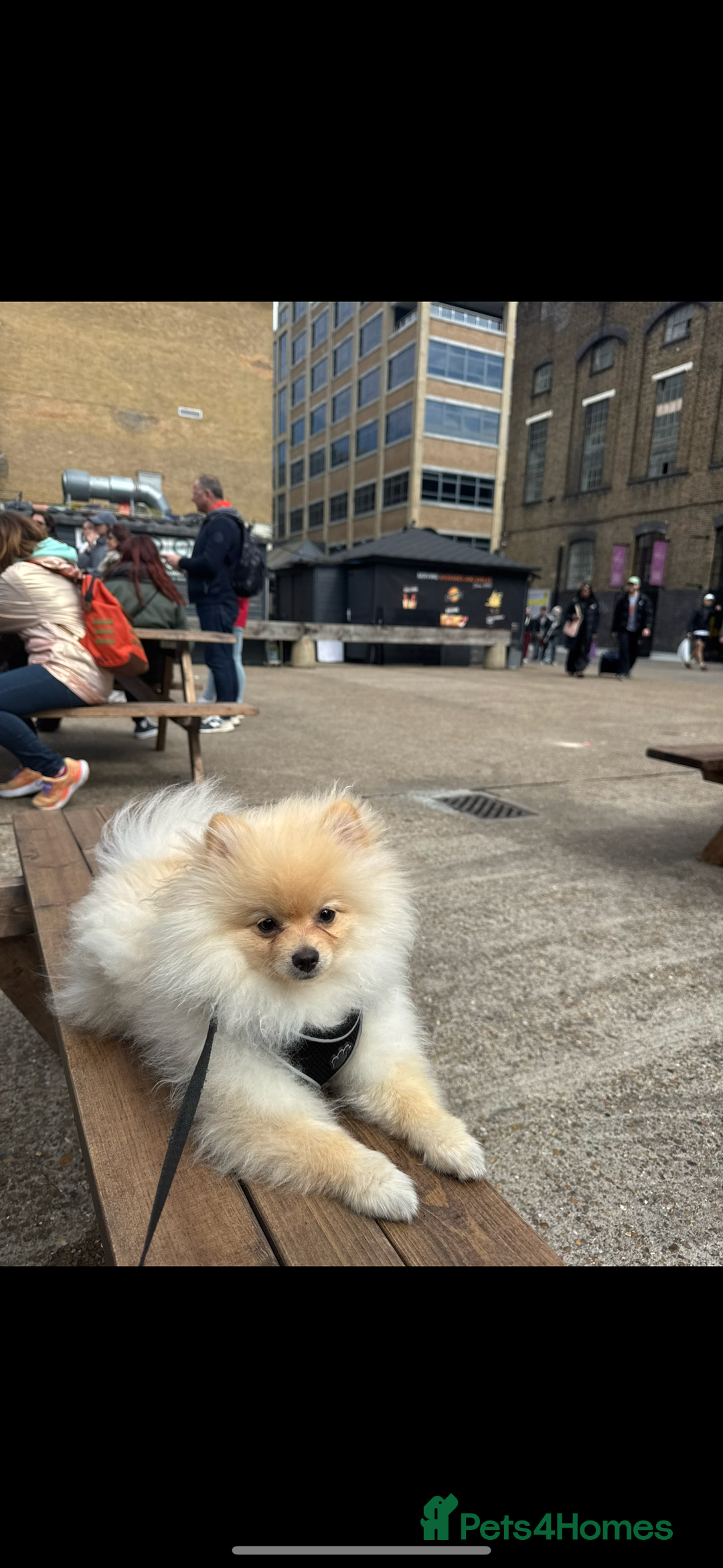 Pomeranian dogs for sale: Ralph Pomeranian.  - Image 3