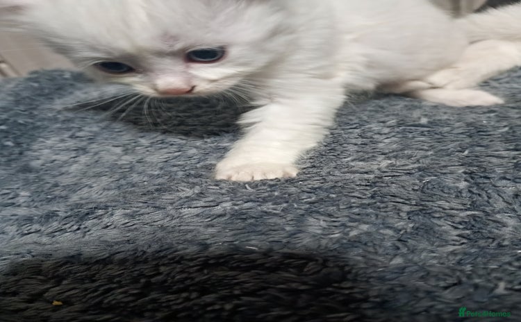 Khao Manee cats - Advert 1