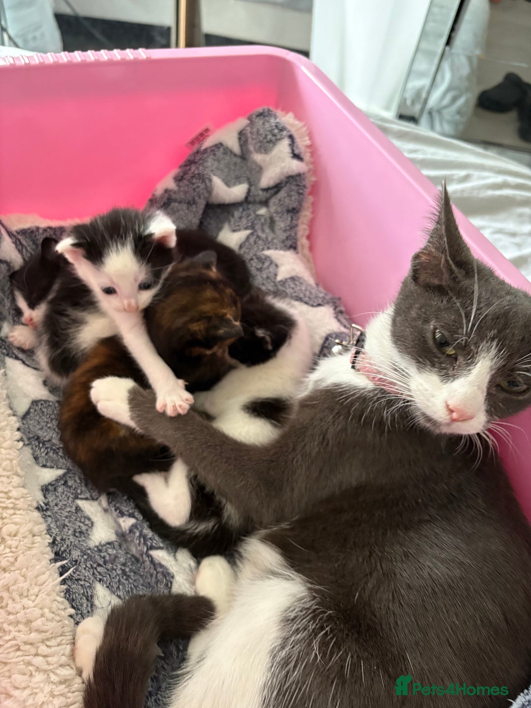 Mixed Breed cats for sale: Mixed breed kittens 8 weeks for sale  - Image 12