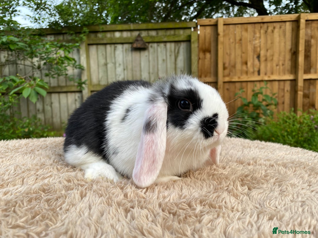 Mini Lop rabbits for sale: Baby Mini Lops For Sale - Image 12