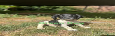 English Springer Spaniel 1