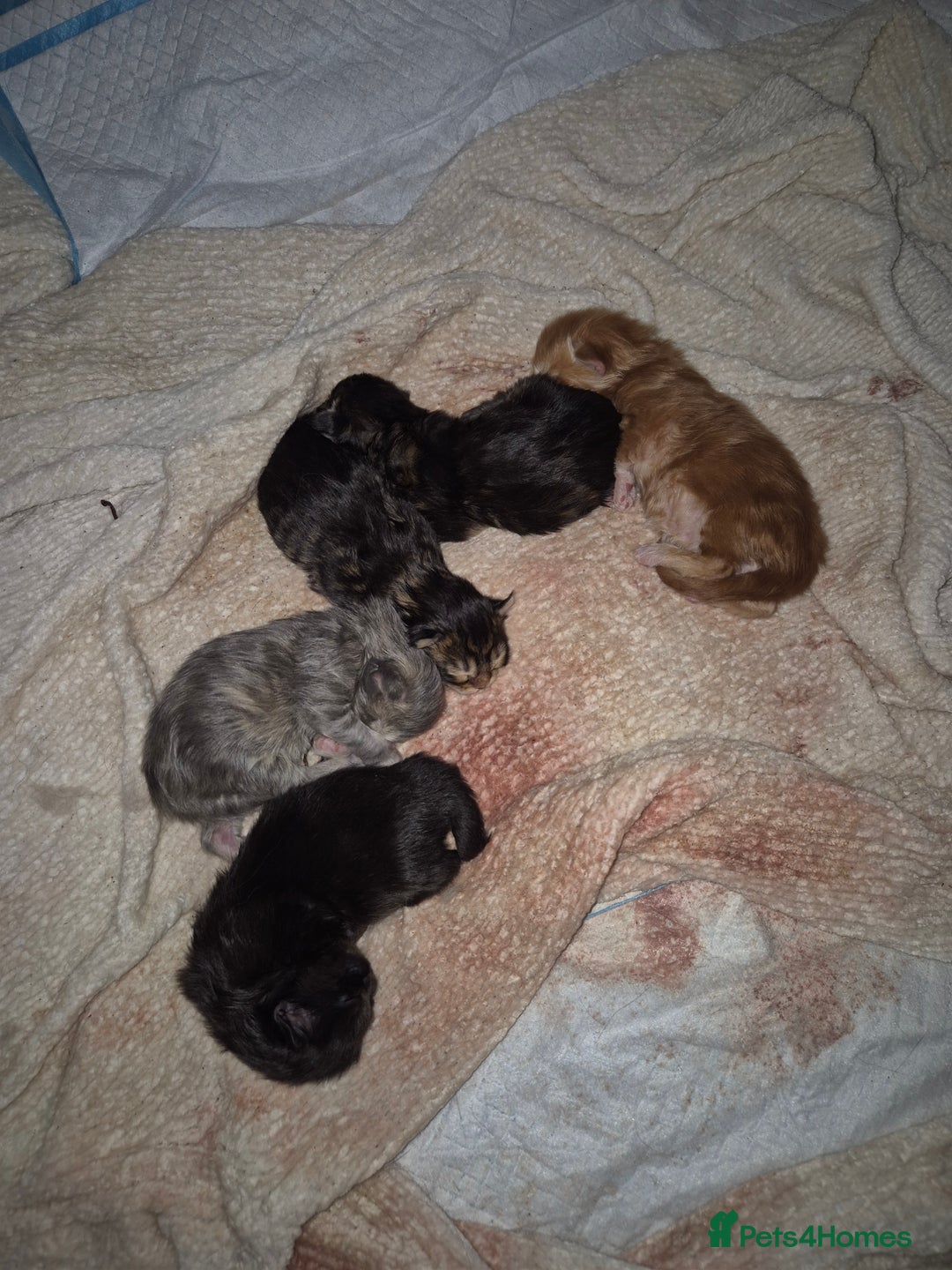 Maine Coon cats for sale: Russian /xxl maine coon - Advert 4